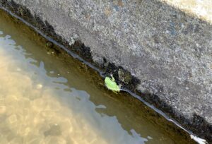 相続不動産の現地確認